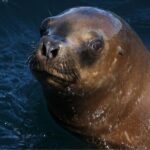 Excursion to Punta Loma and Puerto Madryn for Cruisers - Visiting Puerto Madryn’s Viewpoints and the City