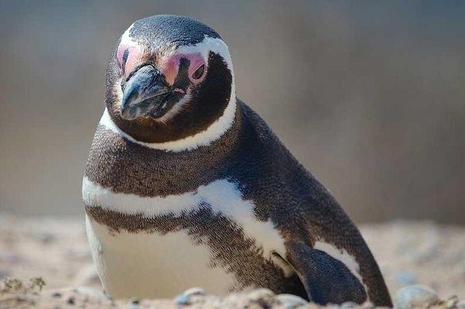Excursion to Punta Tombo Penguin Reserve from Puerto Madryn - The Experience in Detail
