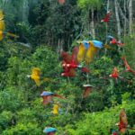 Excursion to the Chuncho clay lick |Parrot - Macaw watching| - Final Thoughts: Is It Worth It?