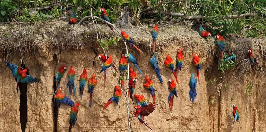 Excursion to the Chuncho clay lick to see parrots and macaws - What Makes the Clay Lick a Must-See