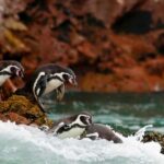 Excursion to the Paracas National Reserve - Who Should Consider This Tour?