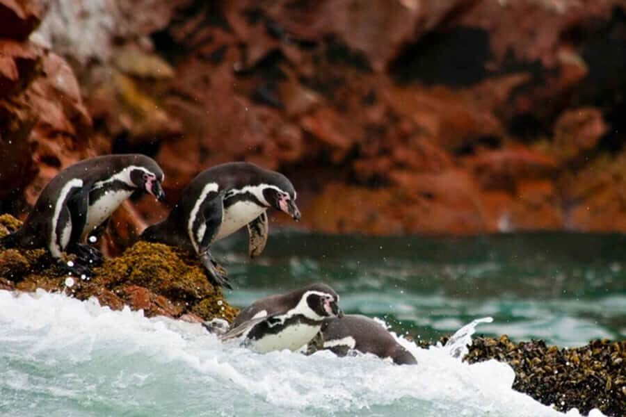 Excursion to the Paracas National Reserve - Who Should Consider This Tour?