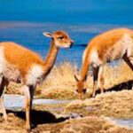 Excursion to the Salinas and Aguada Blanca National Reserve - Exploring the Landscape: What to Expect