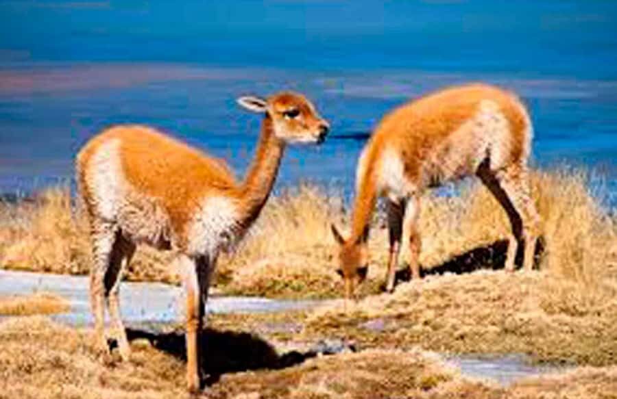 Excursion to the Salinas and Aguada Blanca National Reserve - Exploring the Landscape: What to Expect