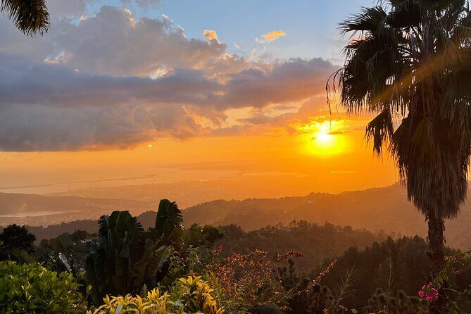 Exotic Blue Mountain Coffee Tour - Who Will Love This Tour?