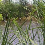 Experiece in Pachacamac and Pantanos de Villa - Final Thoughts on the Tour