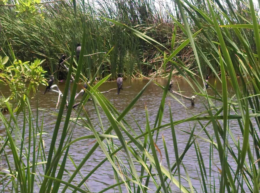 Experiece in Pachacamac and Pantanos de Villa - Final Thoughts on the Tour