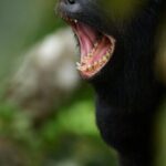 Experience the Adventure Explore the Monteverde Cloud Forest - What Makes This Tour Stand Out