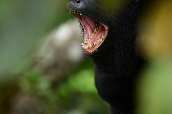 Experience the Adventure Explore the Monteverde Cloud Forest - What Makes This Tour Stand Out