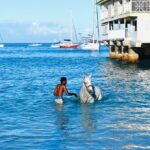 Experience the Swimming Horses at Carlisle Bay & the Garrison - Who Should Consider This Tour?