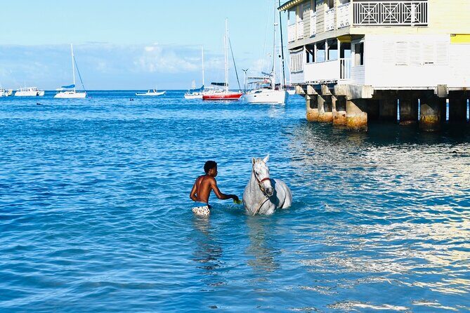 Experience the Swimming Horses at Carlisle Bay & the Garrison - Who Should Consider This Tour?