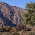 Experience Wildlife Encounter in Provincia Mountain of Chile. - A Detailed Look at the Provincia Mountain Wildlife Tour