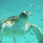 Explore and Discover Barbados By Land & By Sea - Who Should Book This Tour?