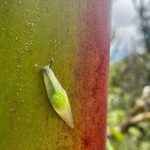 Explore El Yunque National Forest Guided Nature Adventure - Who Should Consider This Tour?