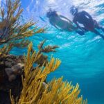 Explore Nassau's Best Spots with Snorkeling Tour - An In-Depth Look at the Snorkeling Experience