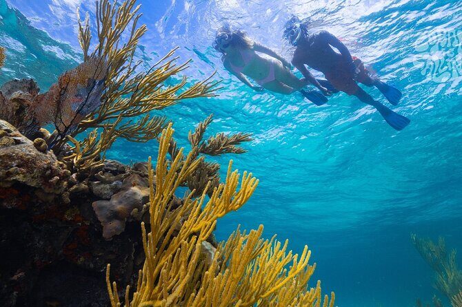 Explore Nassau's Best Spots with Snorkeling Tour - An In-Depth Look at the Snorkeling Experience
