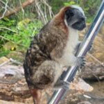 Explore Panama Canal and Gatun Lake with Rainforest Hike - A Deep Dive into the Experience