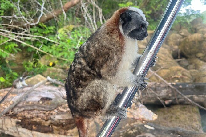 Explore Panama Canal and Gatun Lake with Rainforest Hike - A Deep Dive into the Experience