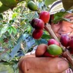 Explore the Coffee Process_From Tree to Cup & Fun by Jeep - Who Will Love This Tour?