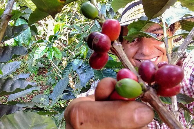 Explore the Coffee Process_From Tree to Cup & Fun by Jeep - Who Will Love This Tour?