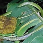 Explore the Dark Side of Nature: Manzanillo Refuge Night Walk - In-Depth Review: Exploring Costa Rica’s Nocturnal Jungle