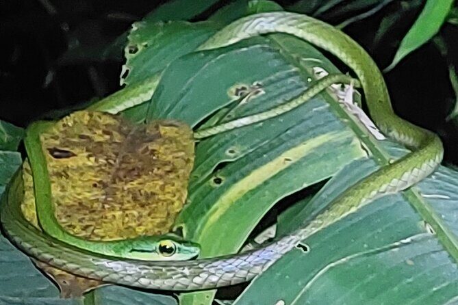 Explore the Dark Side of Nature: Manzanillo Refuge Night Walk - In-Depth Review: Exploring Costa Rica’s Nocturnal Jungle