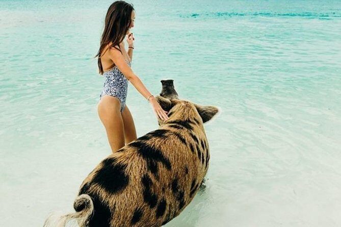 Exuma Elite Escape: Luxury Fly-In Pig Beach Adventure - 7 Stops - Meeting the Iguanayas at Great Guana Cay