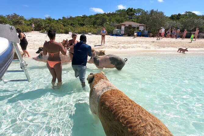 Exuma Full Day Swimming Pigs Group Boat Tour