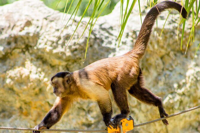 Family Adventure Day: Ziplining, Cenote Swim, Waterfall & Monkeys - Final Thoughts: Is This Tour Worth It?