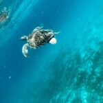 Family Snorkel Safari. Private boat! - FAQs