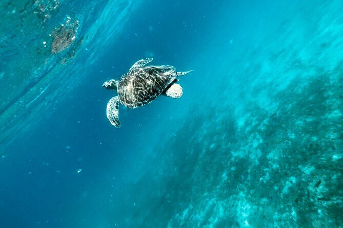 Family Snorkel Safari. Private boat!