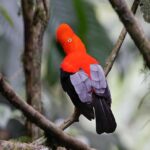 Farallones de Cali: Half a day Pance Hike and River - Who Will Love This Tour?