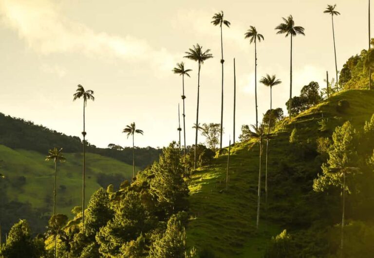 Filandia, Salento and Cocora Valley Private Tour - Why This Tour Delivers Real Value