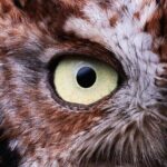 First steps into Birding In Monteverde - An In-Depth Look at the Tour Experience