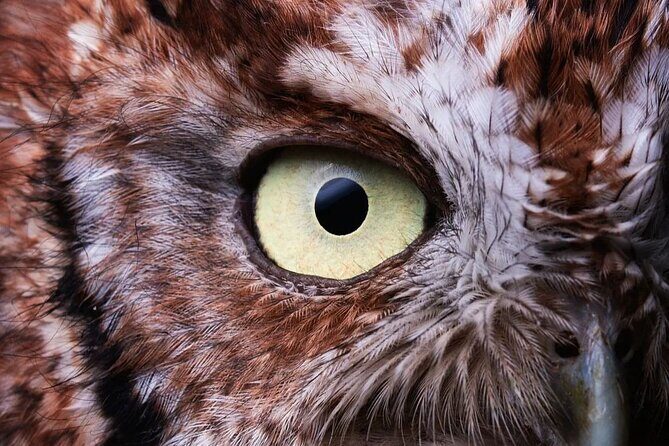 First steps into Birding In Monteverde - An In-Depth Look at the Tour Experience