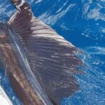 Fishing Charter 8 Hours - The Sum Up: Is This Bonaire Fishing Charter Worth It?