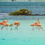 Flamingo Spotting Adventure - The Transportation and Comfort