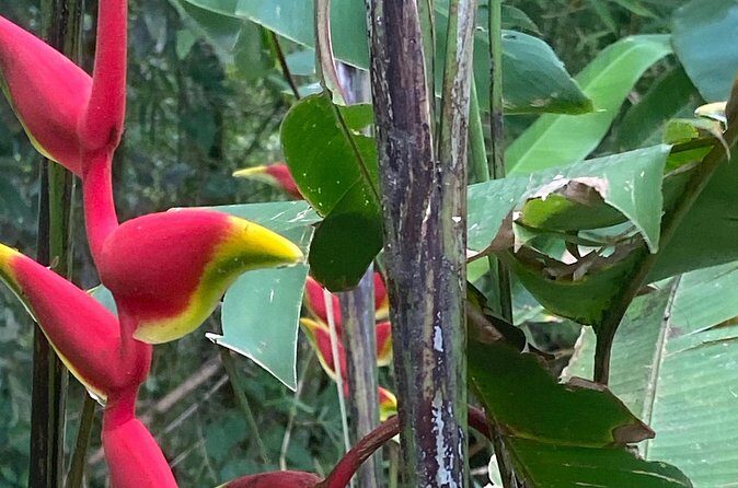 Flavors of Grenada - Frequently Asked Questions