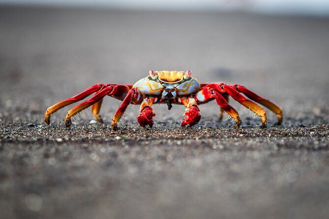 Floreana Island Full Day Tour Including Hiking and Snorkeling - An In-Depth Look at the Floreana Island Full Day Tour