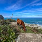 Florianopolis: Gravata Beach Trail with Picnic - A Deep Dive into the Gravata Beach Trail Experience