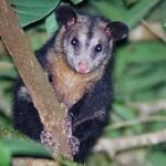 Forest Night Tour in Monteverde/Guide & Entrace fee. - The Rich Experience of a Monteverde Night Walk