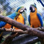 Foz do Iguaçu: Bird Park Experience - Who Should Consider This Tour?