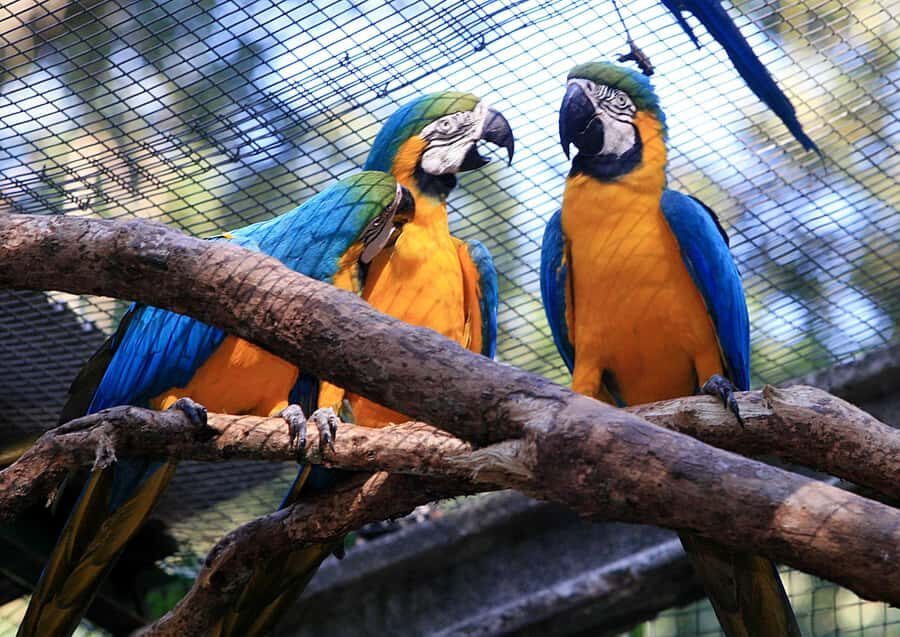Foz do Iguaçu: Bird Park Experience - Who Should Consider This Tour?