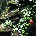 "Fray Jorge ice-age relict forest" Starlight UNESCO Reserve - The Practicalities: What You Need to Know