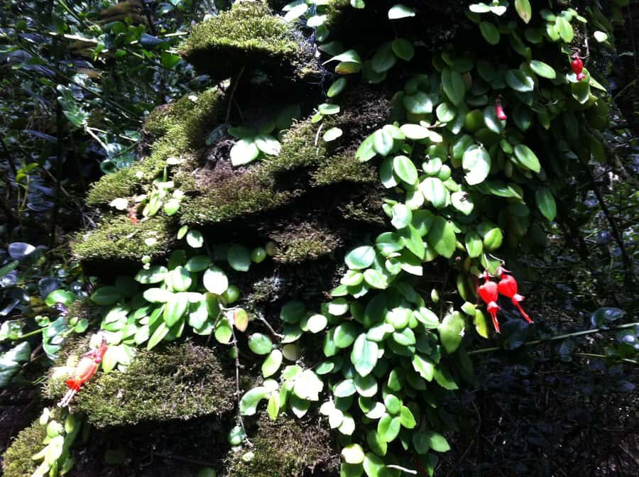 "Fray Jorge ice-age relict forest" Starlight UNESCO Reserve - The Practicalities: What You Need to Know