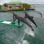 Freedom Beach Club - Barú- Tranquila Beach + Oceanarium - Arrival at Freedom Beach Club