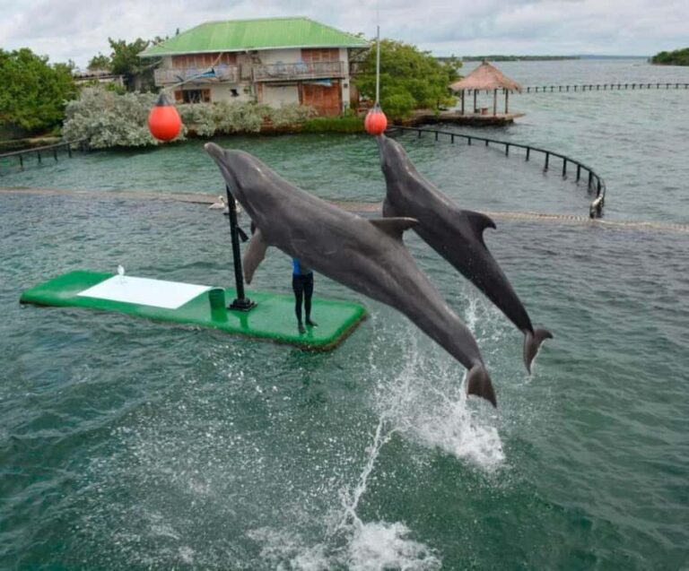 Freedom Beach Club - Barú- Tranquila Beach + Oceanarium - Arrival at Freedom Beach Club