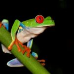 Frog Watching Jungle Night Walk - A Closer Look at the Frog Watching Jungle Night Walk