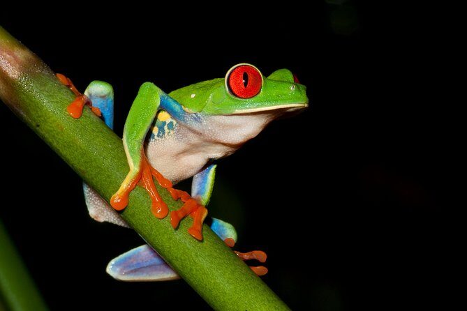 Frog Watching Jungle Night Walk - A Closer Look at the Frog Watching Jungle Night Walk