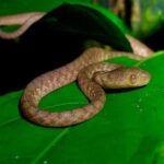 Frog Watching Night Walk - The Sum Up